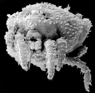 soil mite