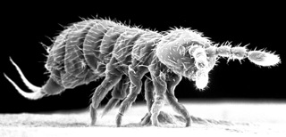 springtail