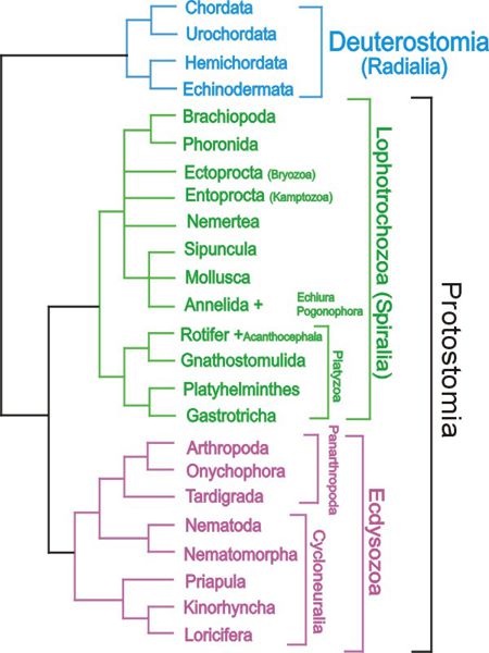 phylogenetic tree
